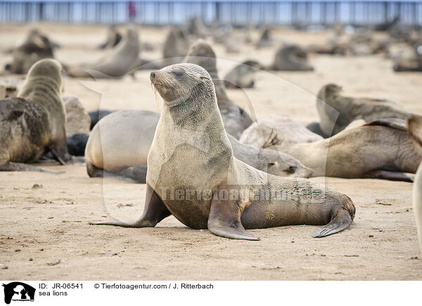 sea lions / JR-06541