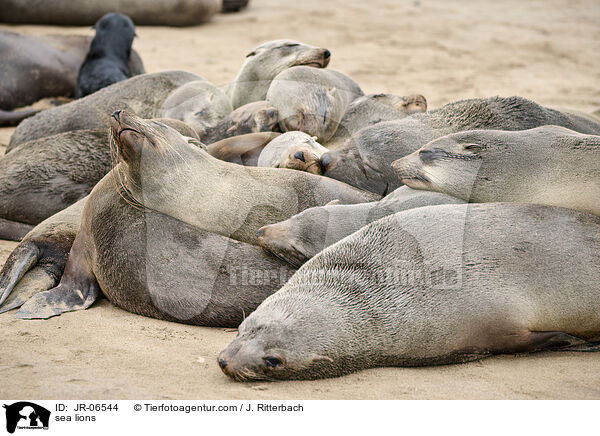 Seelwen / sea lions / JR-06544