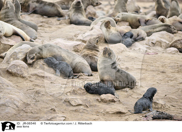 Seelöwen / sea lions / JR-06546