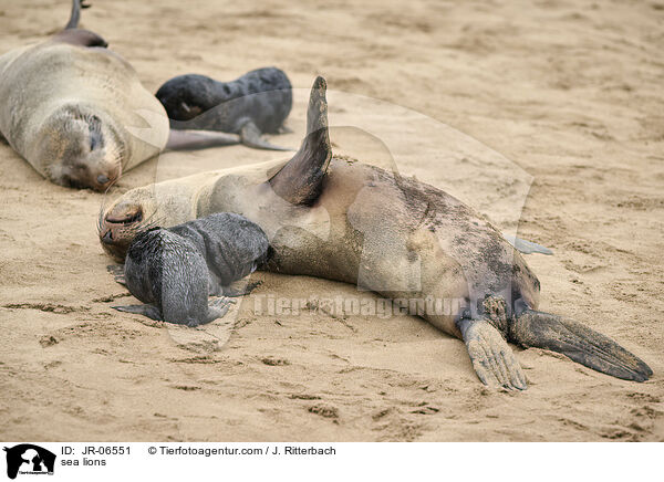 Seelwen / sea lions / JR-06551