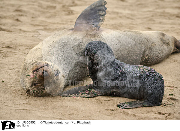 Seelwen / sea lions / JR-06552