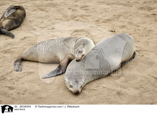 Seelwen / sea lions / JR-06554