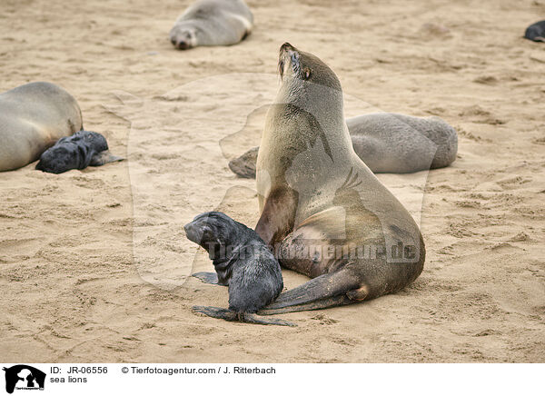 Seelöwen / sea lions / JR-06556