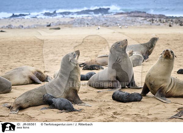 Seelwen / sea lions / JR-06561