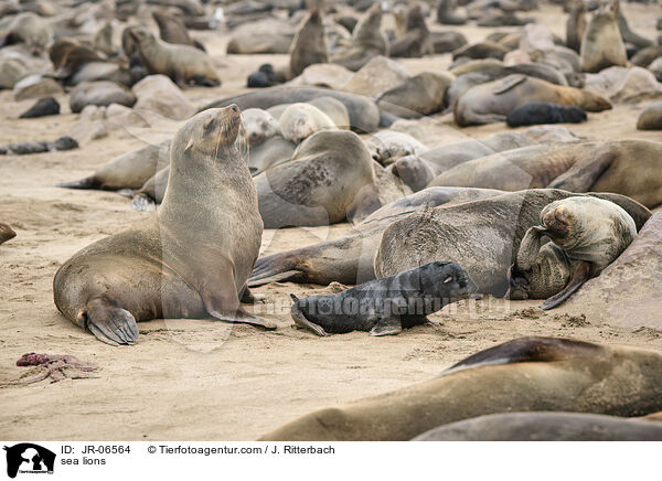 Seelwen / sea lions / JR-06564