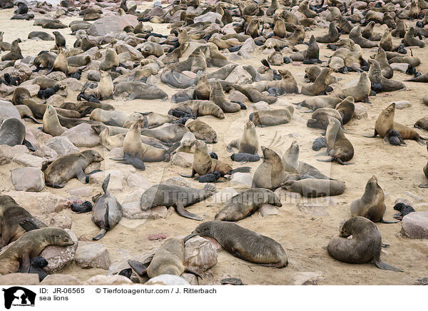 Seelwen / sea lions / JR-06565