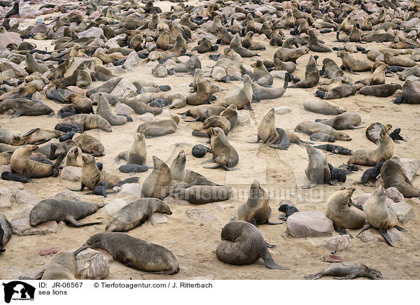 Seelwen / sea lions / JR-06567