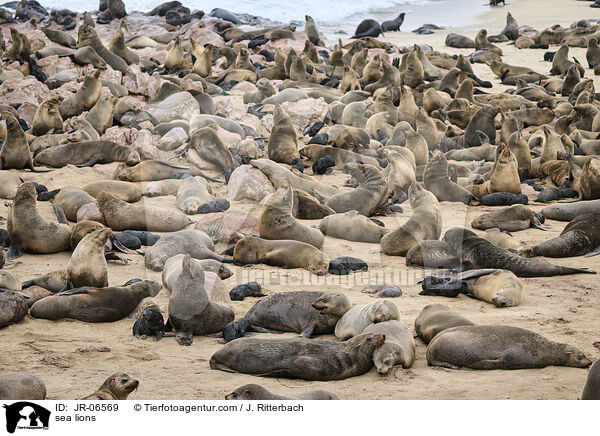 Seelöwen / sea lions / JR-06569