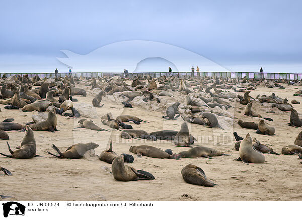 Seelwen / sea lions / JR-06574
