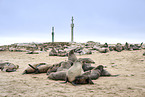 sea lions