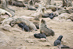 sea lions