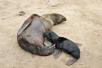 sea lions