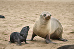 sea lions