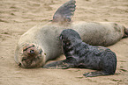 sea lions