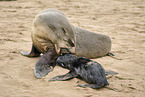 sea lions