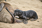 sea lions