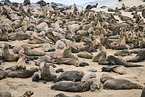 sea lions