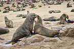 sea lions