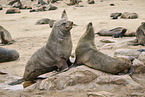 sea lions