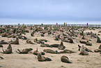 sea lions