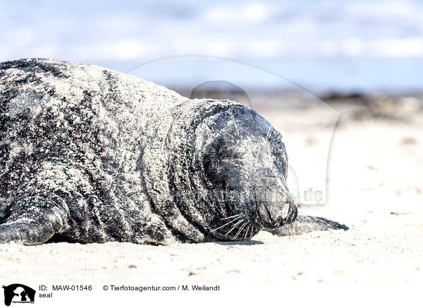 Robbe / seal / MAW-01546