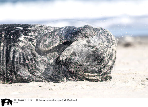 seal / MAW-01547