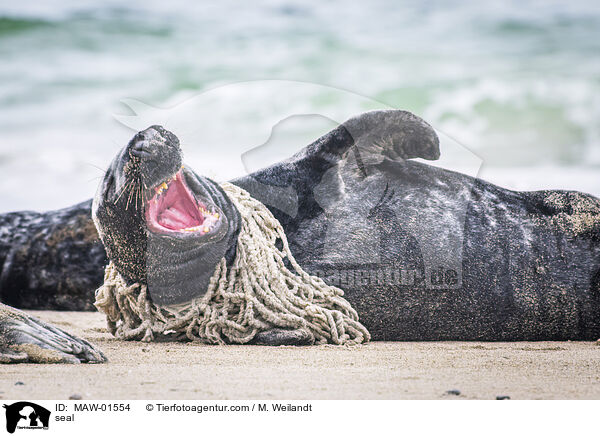 Robbe / seal / MAW-01554