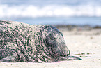 seal