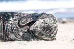 seal