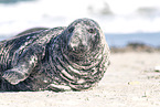 seal