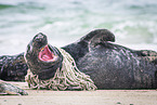 seal