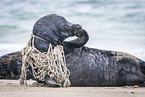 seal