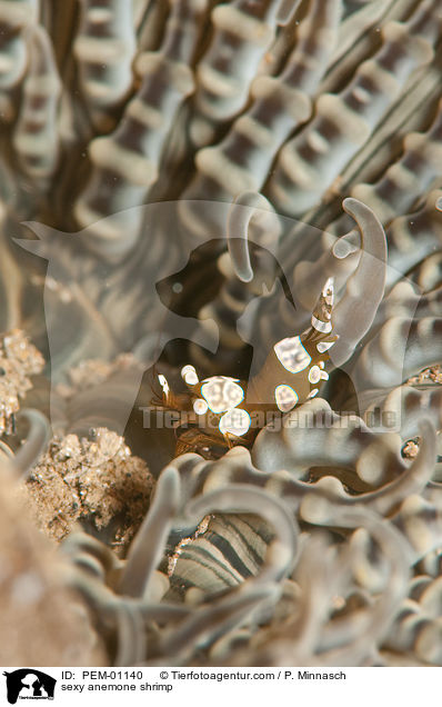 sexy anemone shrimp / PEM-01140