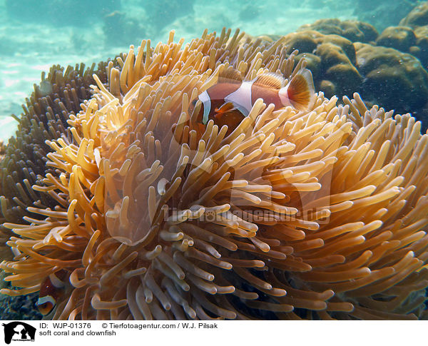Weichkoralle und Clownfisch / soft coral and clownfish / WJP-01376