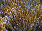 soft coral