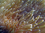 soft coral