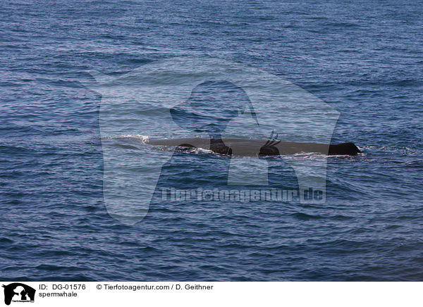 Pottwal / spermwhale / DG-01576