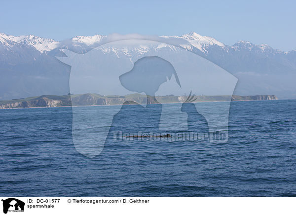 Pottwal / spermwhale / DG-01577