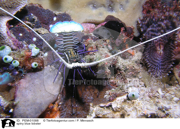 spiny blue lobster / PEM-01088