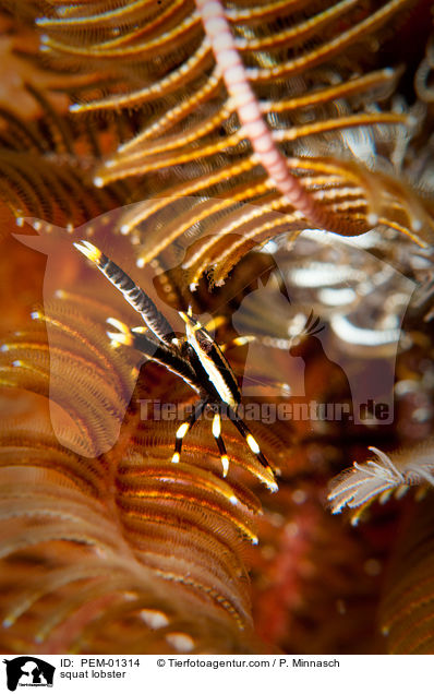 Springkrebs / squat lobster / PEM-01314