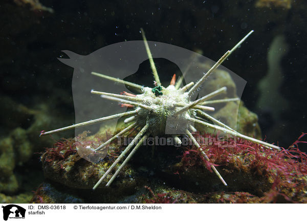 starfish / DMS-03618
