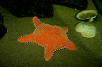starfish