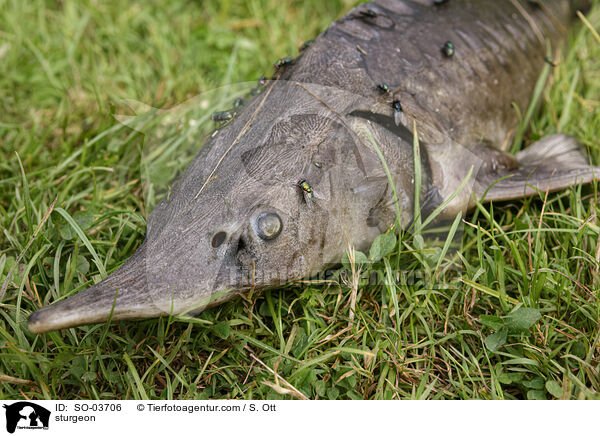 sturgeon / SO-03706