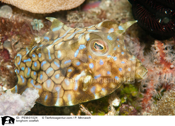 longhorn cowfish / PEM-01024
