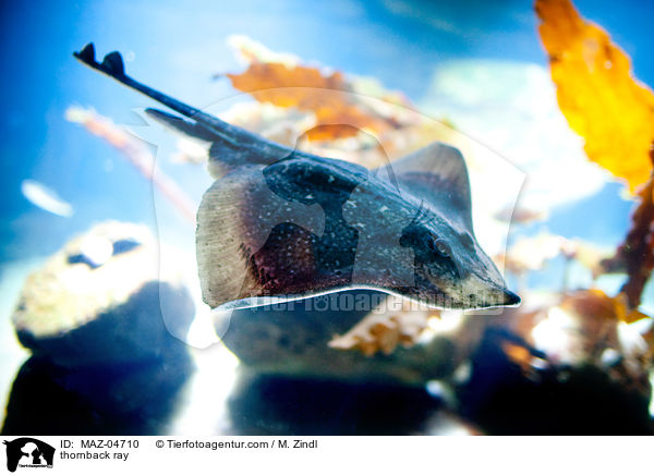 Nagelrochen / thornback ray / MAZ-04710