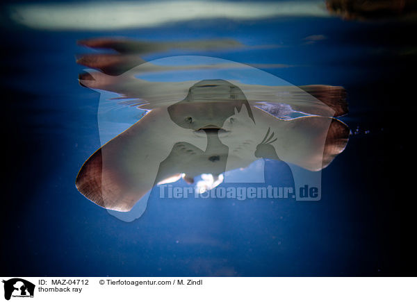 Nagelrochen / thornback ray / MAZ-04712