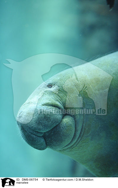 Karibik-Manati / manatee / DMS-06754