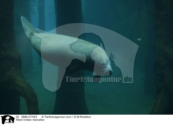 Karibik-Manati / West Indian manatee / DMS-07493