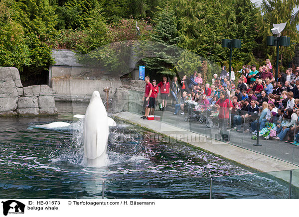 Beluga / beluga whale / HB-01573