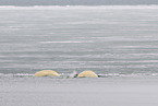 belugas